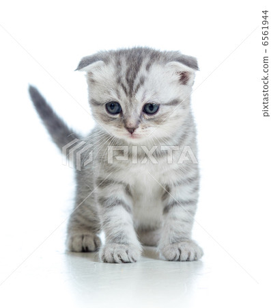 cat kitten isolated on white cat kitten isolated on white 6561944