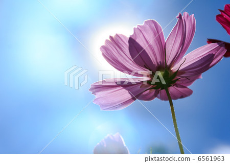 Cosmos Cosmos 6561963