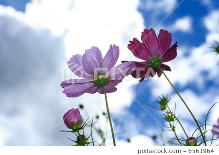 Cosmos Cosmos 6561964