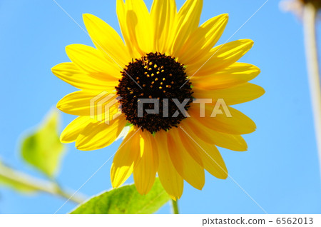 Sunflower Sunflower 6562013