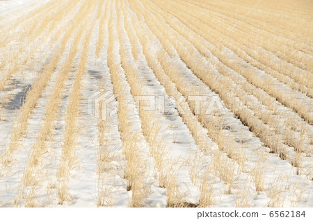 冬季稻田[側身] 6562184