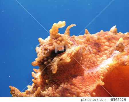 Octopus eye  6562229