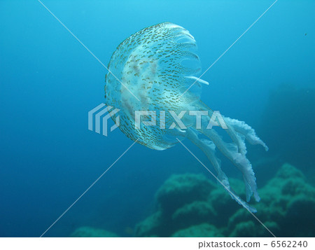 Jellyfish 6562240