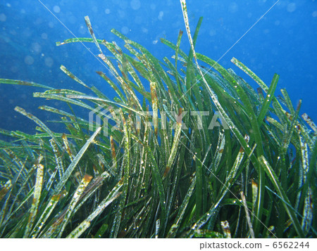 Posidonia Oceanica Posidonia Oceanica 6562244
