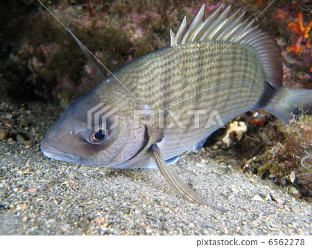 Sargo fish Sargo fish 6562278