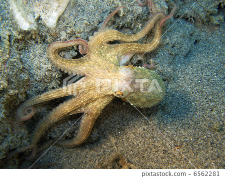 Octopus 6562281