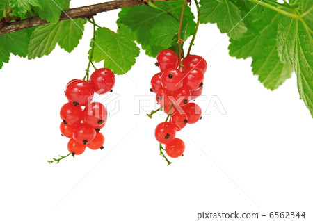 red currant 6562344