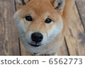 Shiba Inu 6562773