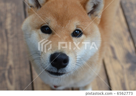 Shiba Inu 6562773