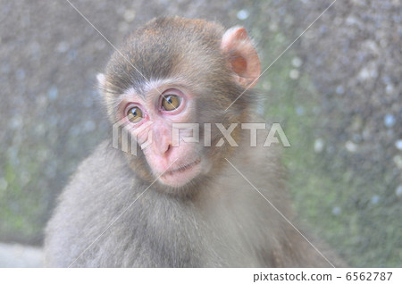 A monkey A monkey 6562787