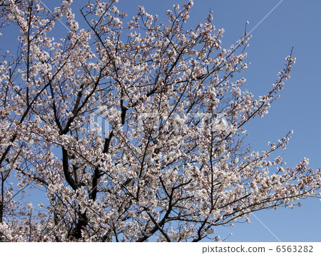 櫻花 6563282