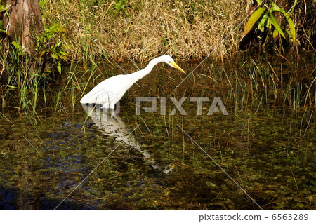 Bios Hill Ty Daisy Bios Hill Ty Daisy 6563289