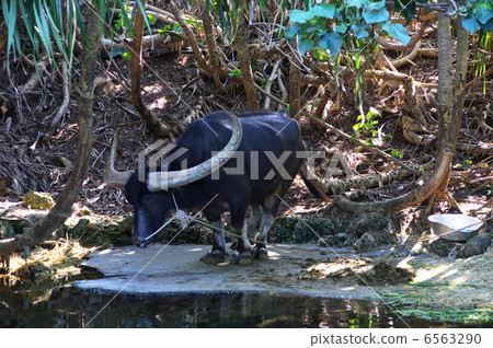 Bios caldera buffalo 6563290