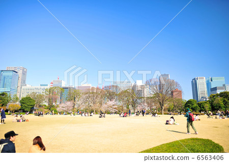 Sakura of the East Garden and office buildings of Marunouchi 6563406