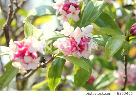 Sweet scented squirting flower Sweet scented squirting flower 6563435
