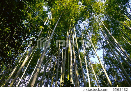 竹林（竹面/佐賀縣，京都市） 6563482
