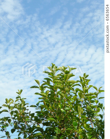 新鮮的綠色和鱗片雲 6563654