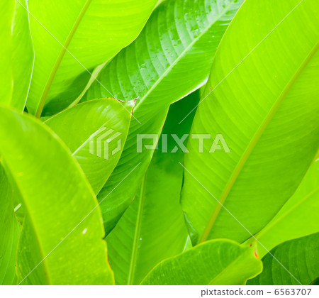 Green Leaves Background 6563707