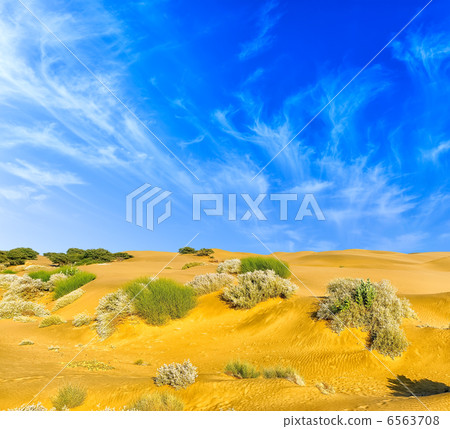 Desert Landscape. Nature background with sand, desert plants and 6563708