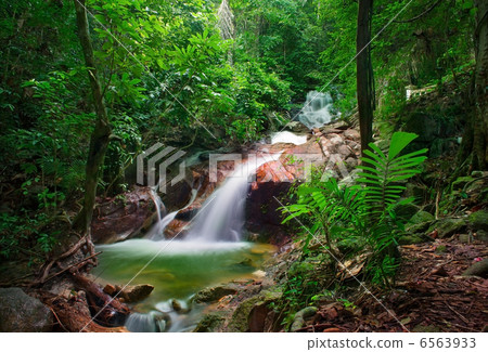 Wild jungle forest and scenery waterfall cascade with tropical p Wild jungle forest and scenery waterfall cascade with tropical p 6563933