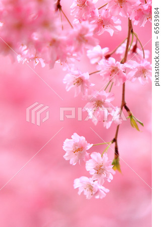姚庫雷奈枝櫻花 6563984