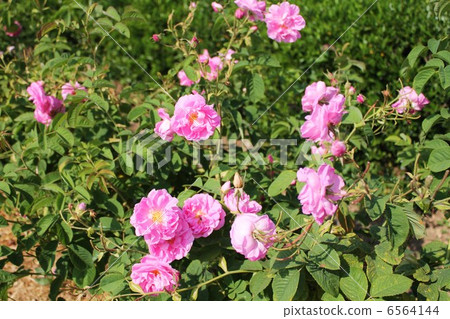 Rose field of Grasse 6564144