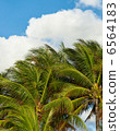 Palm trees and blue sky tropical background 6564183