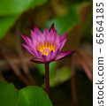 Waterlily Flower Blossom. Tropical Plant Lotus 6564185