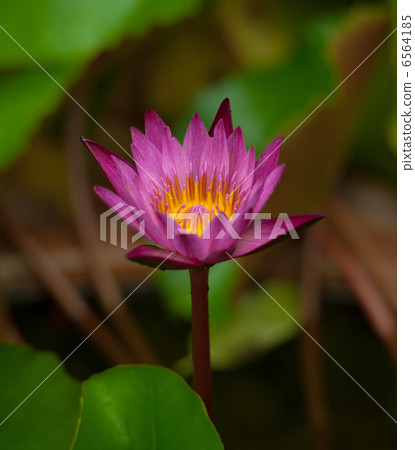Waterlily Flower Blossom. Tropical Plant Lotus Waterlily Flower Blossom. Tropical Plant Lotus 6564185