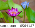 Tropical Flower Waterlily Background 6564187