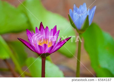 Tropical Flower Waterlily Background Tropical Flower Waterlily Background 6564187
