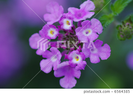 Kobanorantana 6564385