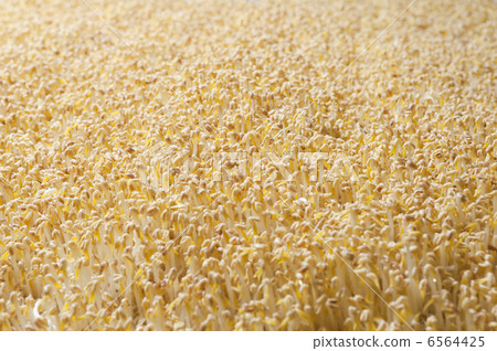 Bean sprouts Bean sprouts 6564425