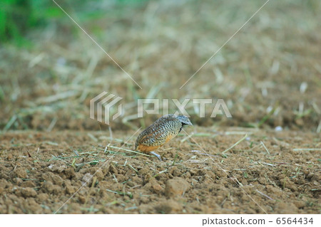 Mifukra Mifukra 6564434