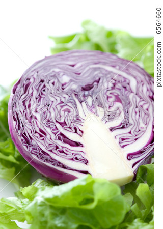紫甘藍 6564660