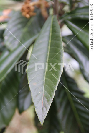 枇杷葉 6564938