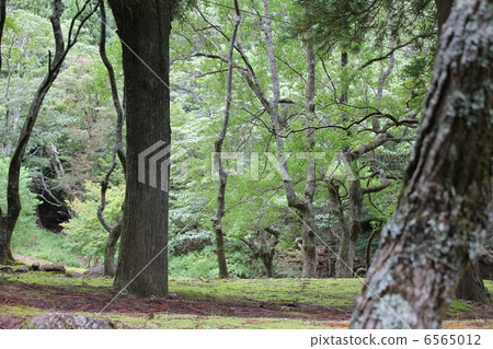 足利宇和開國家公園Nameko峽谷 6565012