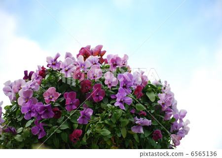 Winter skies and viola flowers 6565136