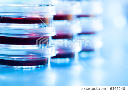 Petri dishes Petri dishes 6565248