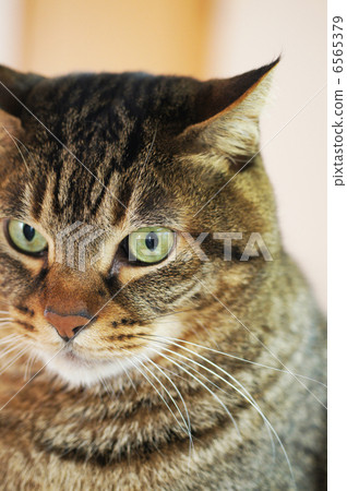 我的想像力 我的想像力 6565379