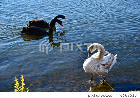 森巴湖的水禽 6565523