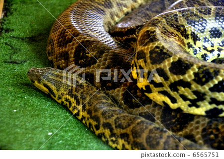 太平洋蛇 6565751