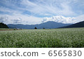 Buckwheat field on the plateau 6565830