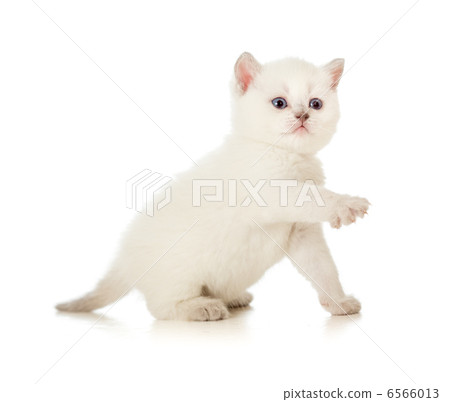 British baby cat with lifted paw British baby cat with lifted paw 6566013
