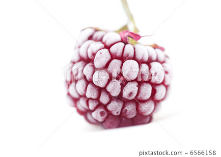 blackberry with leaf in frost isolated on white 6566158