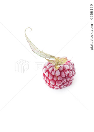 blackberry with leaf in frost isolated on white 6566159