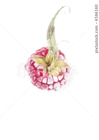 blackberry with leaf in frost isolated on white 6566160