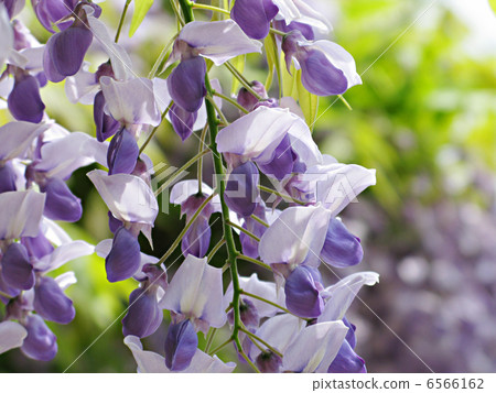 Wisteria 6566162