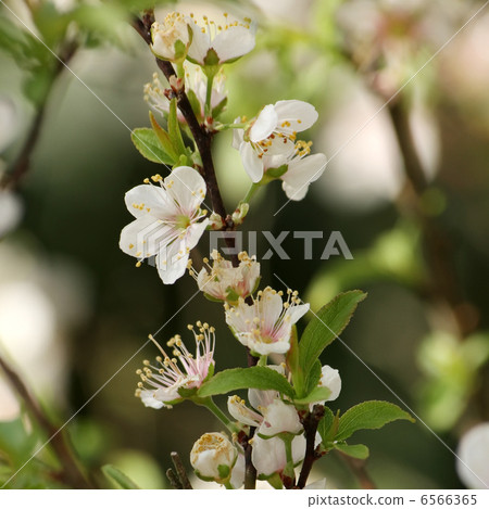 Apple Apple俱樂部 6566365