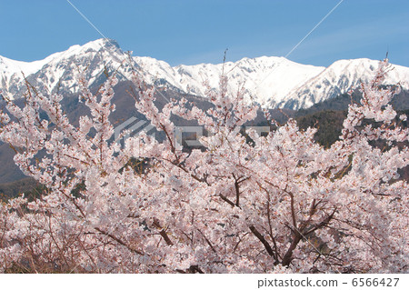 Central Alps of cherry blossoms and snowfalls 6566427